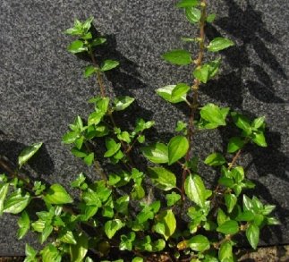 Parietaria Officinalis Extract manufacturer